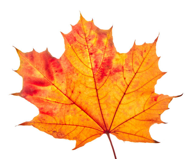 istock Autumn maple leaves isolated on white background 1437584474