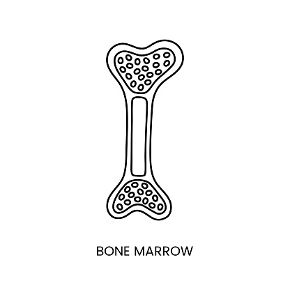 Human bone marrow anatomical icon line in vector, analysis of biomaterial