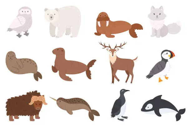 Vector illustration of Set Of Arctic Animals Owl, Polar Bear, Walrus, Arctic Fox And Seal Or Sea Lion. Reindeer, Atlantic Puffin Or Sea Parrot