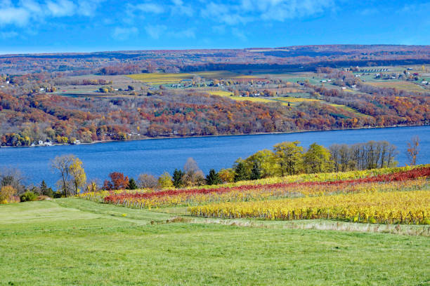 Seneca Lake in the Finger Lakes, with leaves on grape vines changing to bright fall colors Seneca Lake in the Finger Lakes, with leaves on grape vines changing to bright fall colors lake seneca stock pictures, royalty-free photos & images