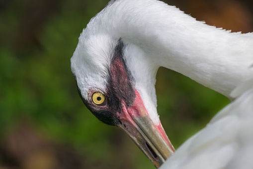 Close-up head shot photography of a whooping crane. Selective focus on eye.