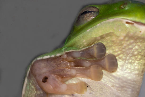 стопа и пальцы ног зеленой древесной лягушки - whites tree frog стоковые фото и изображения