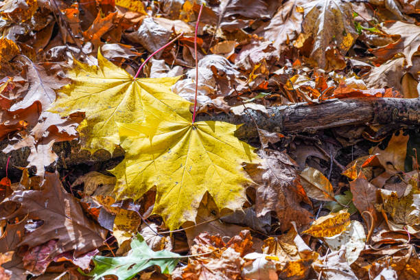 folhas de bordo amarelas no chão da floresta, outono, close-up - maple tree autumn textured leaf - fotografias e filmes do acervo