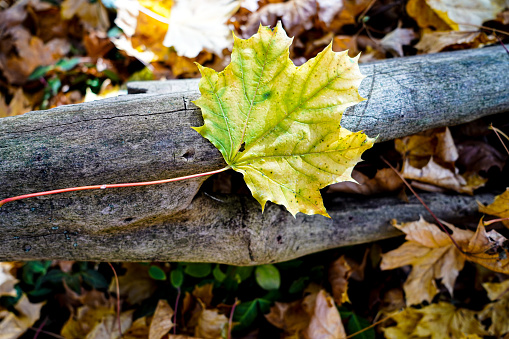 A single yellow-green Sugar Maple leaf with distinctive leaf veins is on top of a branch on the floor of a woods during Autumn in Ohio, USA.  Close-up.