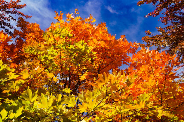 maple treetop laranja brilhante e amarelo, outono, bule sky - maple tree autumn textured leaf - fotografias e filmes do acervo