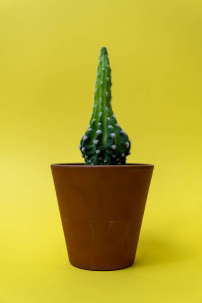 istock Cactus isolated over yellow background. Succulents and cactus in ceramic pot. 1437603301