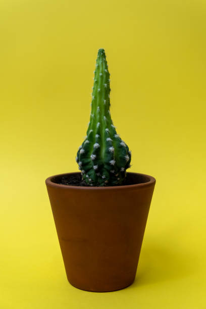 istock Cactus isolated over yellow background. Succulents and cactus in ceramic pot. 1437603317