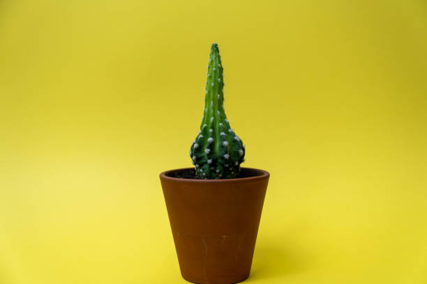 istock Cactus isolated over yellow background. Succulents and cactus in ceramic pot. 1437603321