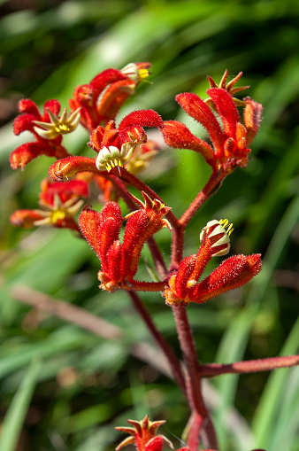 Kangaroo paw is the common name of an Anigozanthos that are endemic to the south-west of Western Australia.  The tubular flowers are coated with dense hairs and open at the apex with six claw-like structures, and it is from this paw-like formation that the common name `kangaroo paw`