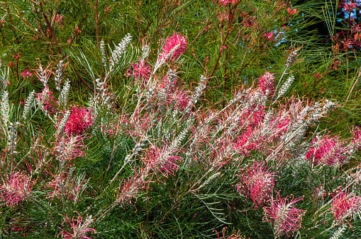 Grevillea  plants, are native to Australia, New Guinea and also New Caledonia.