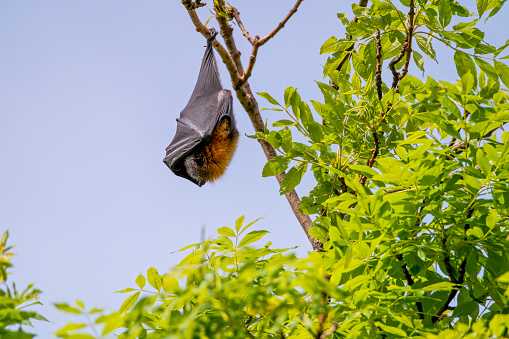 Grey Headed Flying Fox hanging upside down in a tree