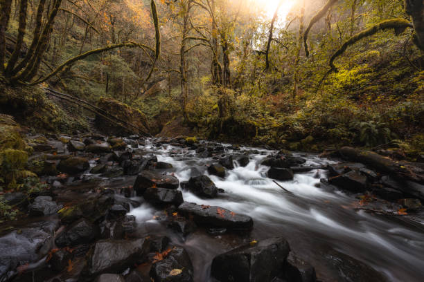 istock Creek flows through autumn forest in Columbia River Gorge, Oregon 1437610414