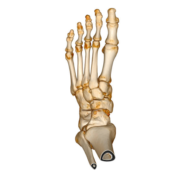 istock 3D rendering  of the foot bones isolated on white background. Clipping path. 1437613806