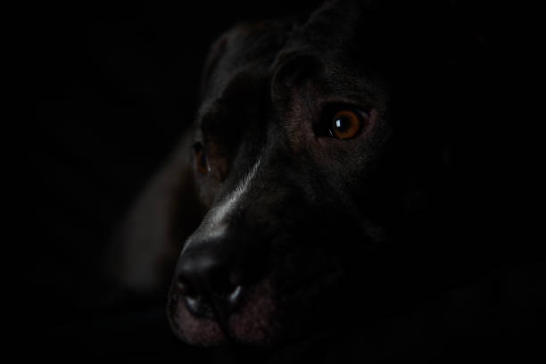 istock American pit bull terrier on dark background. Close up. 1437613927