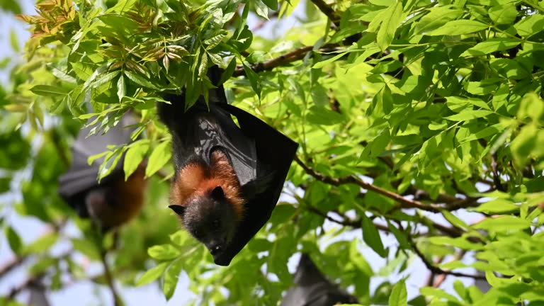 Grey Headed Flying Fox (Pteropus poliocephalus)