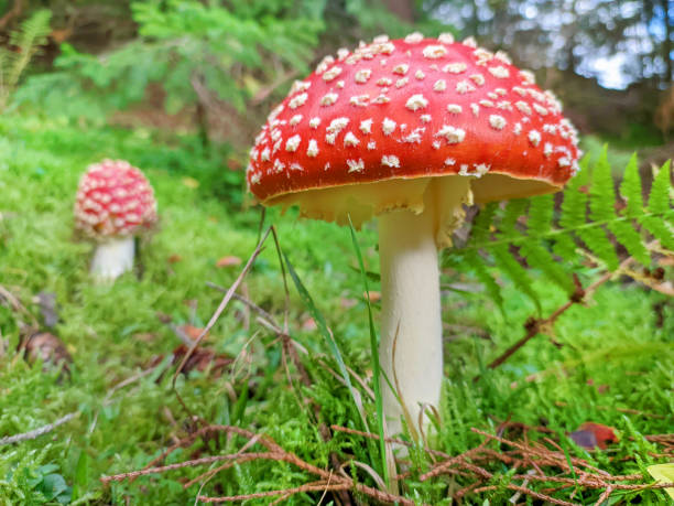 istock Fly agaric mushroom at the forest. Close up. 1437617457