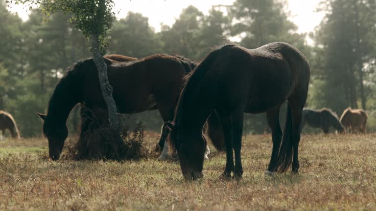 Wild horses in a British sanctuary walking to eat grass in a wide field by the forest.