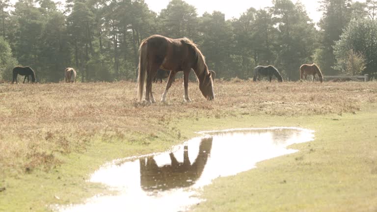 Wild horses in a British sanctuary walking to eat grass in a wide field by the forest.