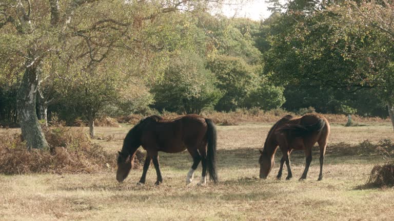 Wild horses in a British sanctuary walking to eat grass in a wide field by the forest.