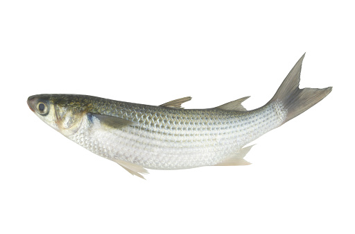 Closeup of raw  sole fish. Isolated over white background