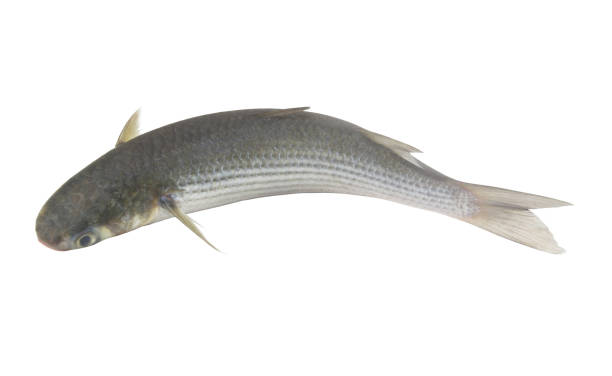 istock Grey mullet fish isolated on white background 1437619374