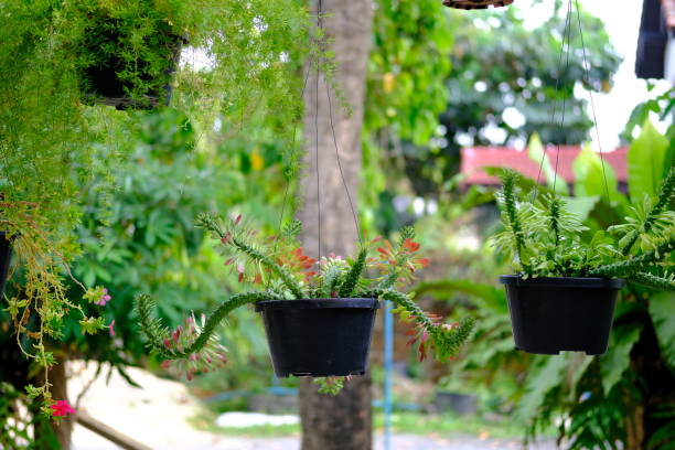 istock Trees hanging in the air 1437619581
