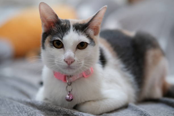 istock The cat staring at the camera. 1437620418