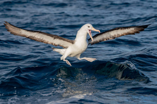 Black-browed Albatross in Australasian Waters Small albatross called a Mollymawk sometimes in coastal New Zealand mollymawk photos stock pictures, royalty-free photos & images