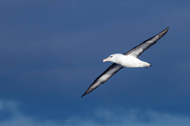 istock Black-browed Albatross in Australasian Waters 1437621537