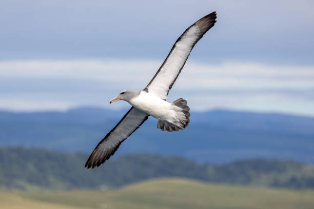 istock Salvin's Mollymawk in Australasian Waters 1437621555