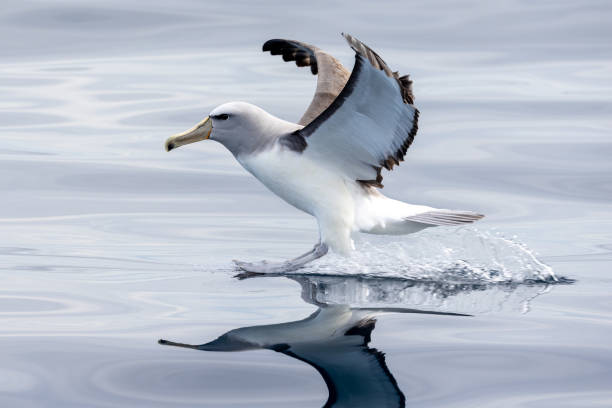 il mollymawk di salvin nelle acque australiane - albatross foto e immagini stock