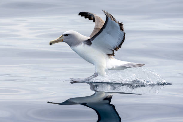 salvin's mollymawk in australasian waters - albatross imagens e fotografias de stock