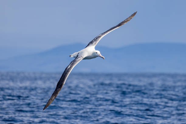 albatros real del sur en aguas de australasia - albatros real fotografías e imágenes de stock
