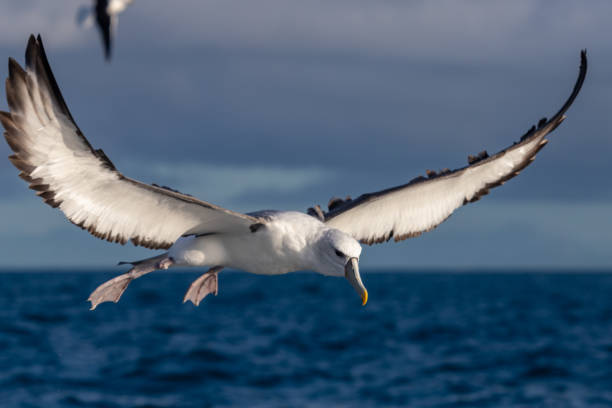 istock White-capped Mollymawk Albatross in Australasian Waters 1437621581