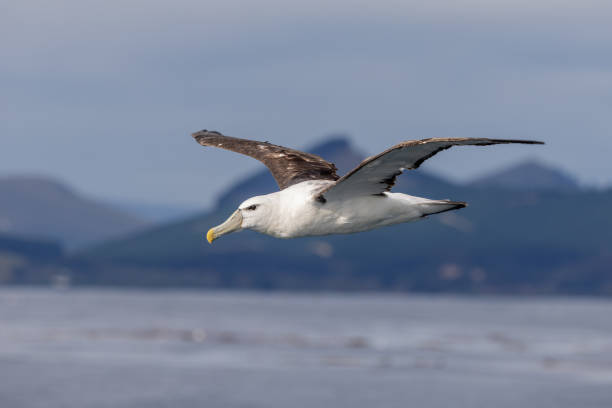 istock White-capped Mollymawk Albatross in Australasian Waters 1437621590