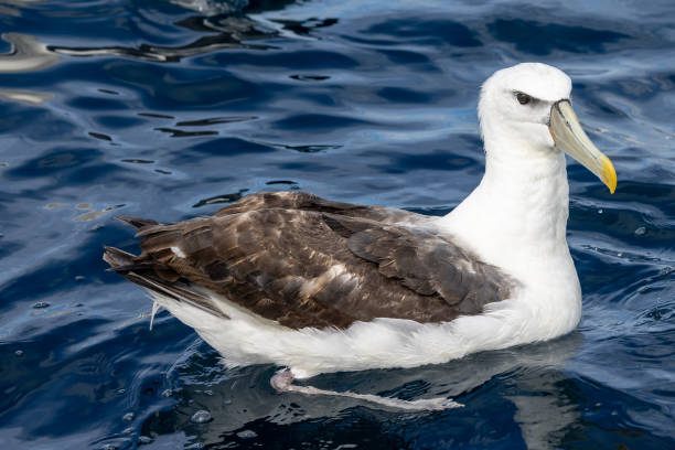 istock White-capped Mollymawk Albatross in Australasian Waters 1437621600