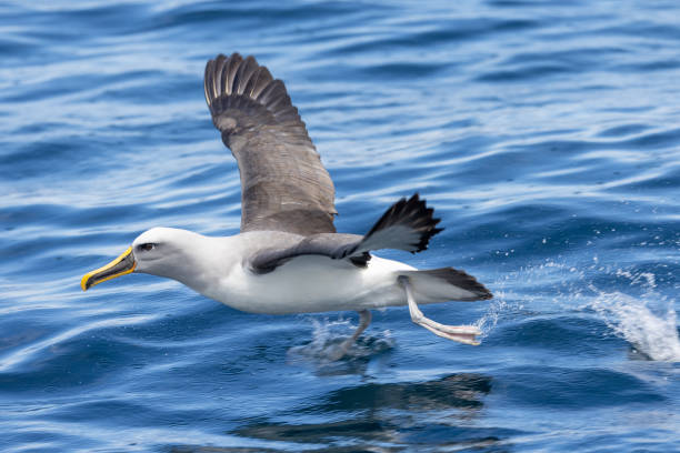istock Buller's Mollymawk Albatross in Australasian Waters 1437622662
