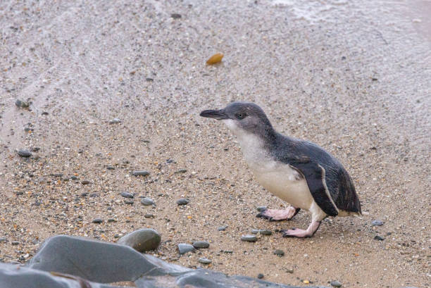 piccolo pinguino blu in nuova zelanda - fairy penguin foto e immagini stock