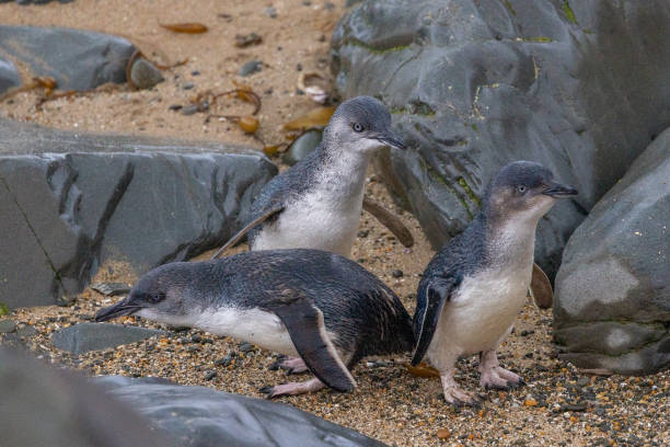 piccolo pinguino blu in nuova zelanda - fairy penguin foto e immagini stock