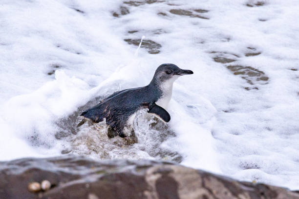 piccolo pinguino blu in nuova zelanda - fairy penguin foto e immagini stock