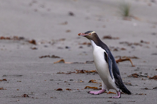 Critically endangered penguin endemic to New Zealand.