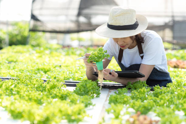 istock Owner farmer use laptop for working and care vegetable or nursery small plants Hydroponic organic in greenhouse.  Asian family women gardener in agriculture industry. Hydroponic agricultural system 1437624713