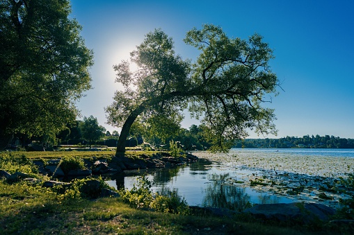 A scenic view of a tree bent over the body of water on a sunny day