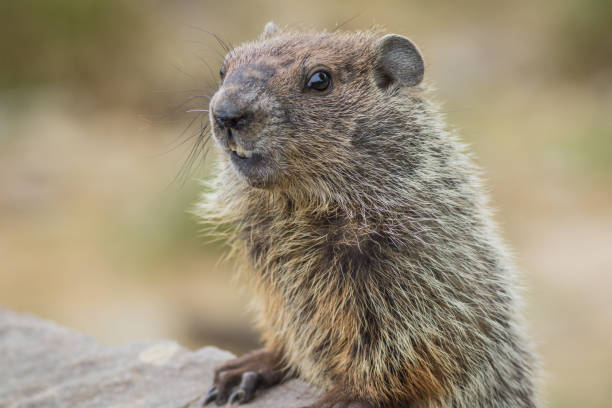 istock Adorable young Groundhog (Marmota Monax) closeup 1437626459