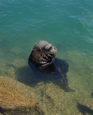 A male sea lion sits near the shore relaxing in the summer sun in Valdivia, Chile.