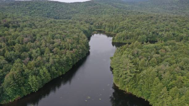 istock Aerial view of the river surrounded by dense green forest 1437626604