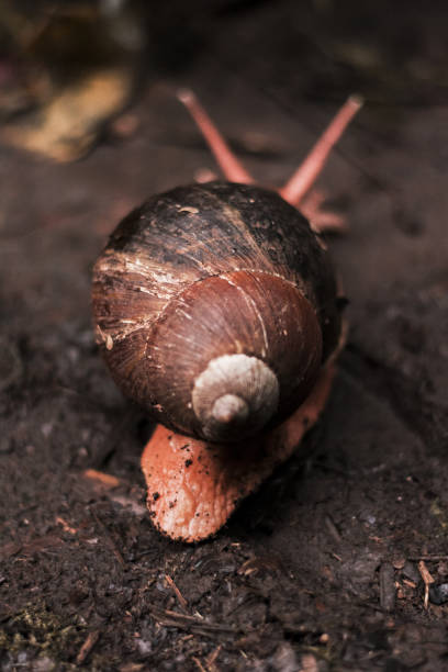istock Vertical shot of a snail crawling on a muddy soil after rain 1437626812