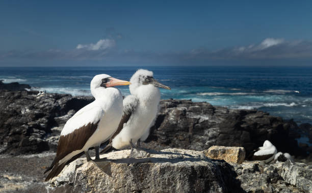 genitore e figlio uccello delle galapagos - galapagos islands bird booby ecuador foto e immagini stock