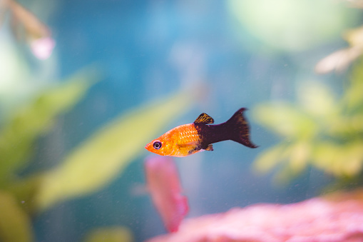 A closeup of a black and gold molly swimming in an aquarium under the lights