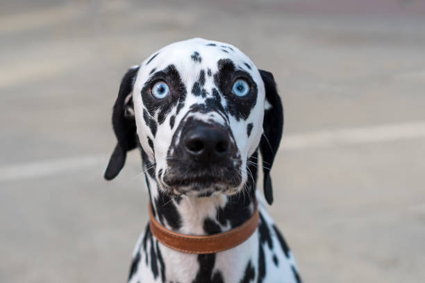 Dog portrait - soft focus